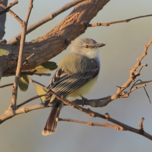 Suiriri Flycatcher