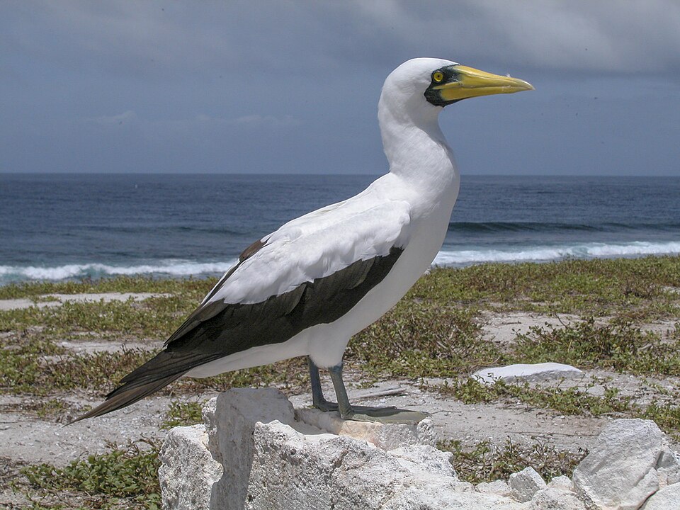 Masked Booby