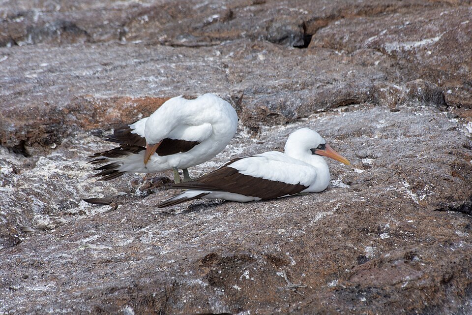 Nazca Booby