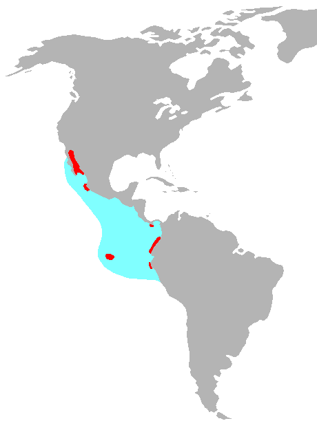 Blue-footed Booby