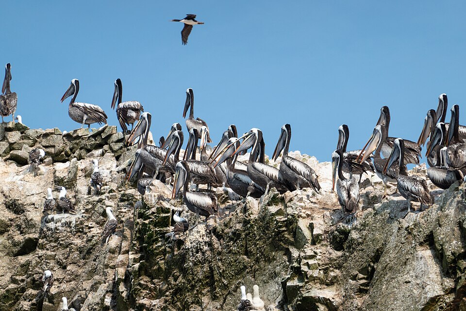 Peruvian Booby
