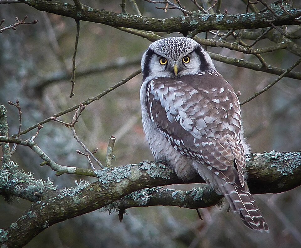Northern Hawk-Owl