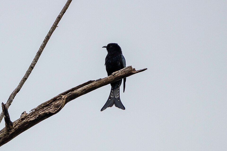 Moluccan Drongo-Cuckoo
