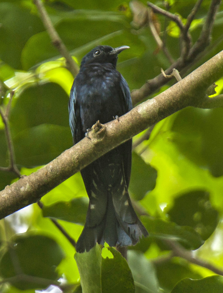 Philippine Drongo-Cuckoo