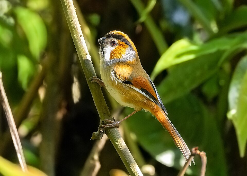 Black-throated Parrotbill