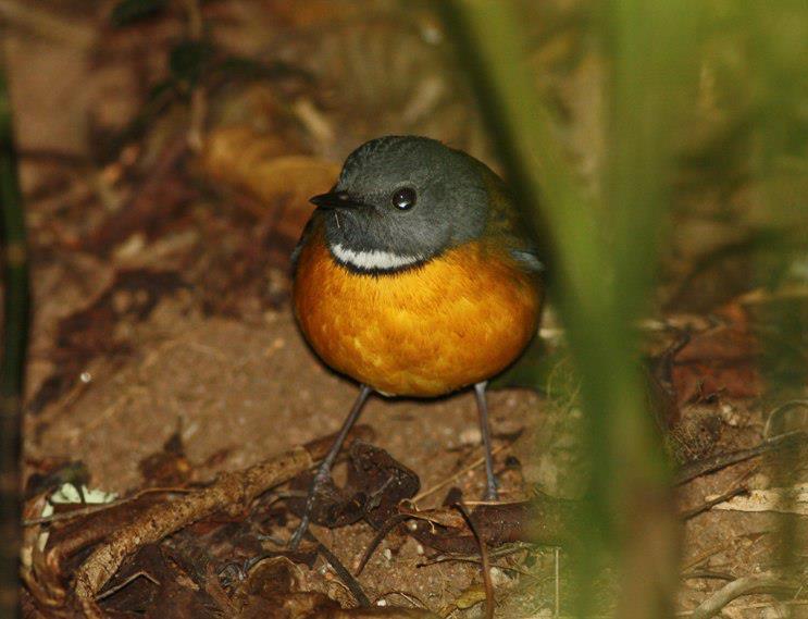 Swynnerton's Robin