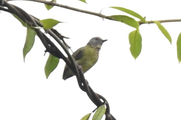 Lemon-bellied Crombec