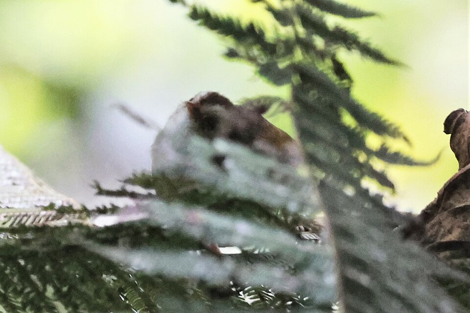 White-browed Crombec