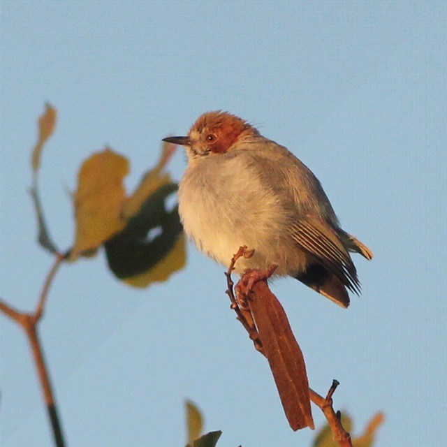 Red-capped Crombec