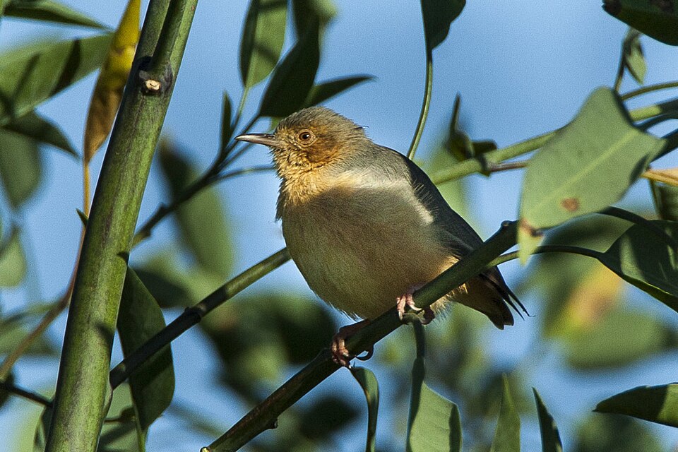 Red-faced Crombec