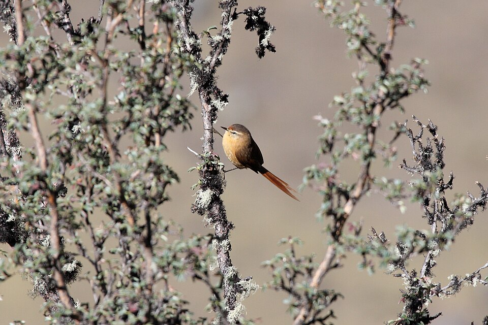Tawny Tit-Spinetail
