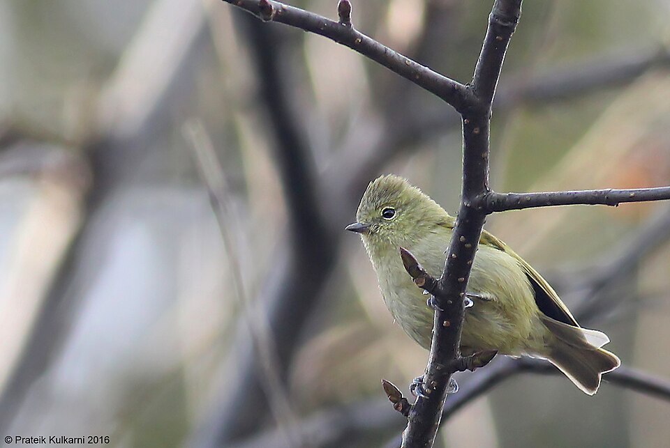 Yellow-browed Tit