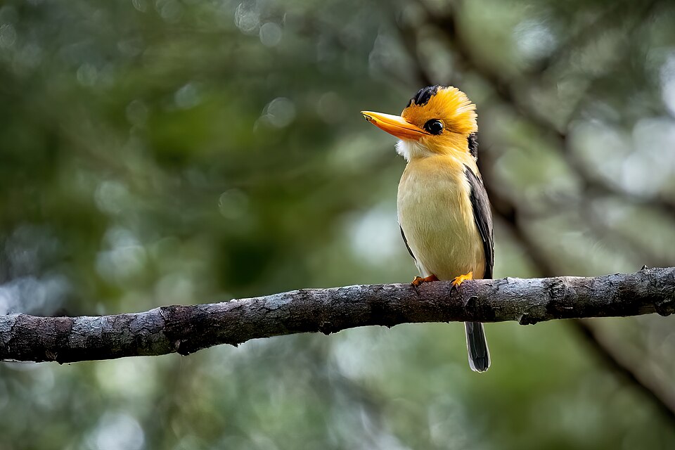 Yellow-billed Kingfisher