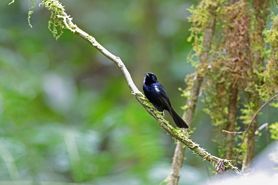 Black Monarch