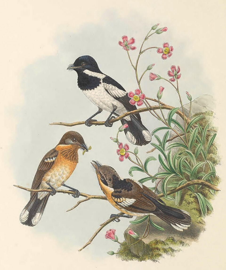 Solomons Monarch