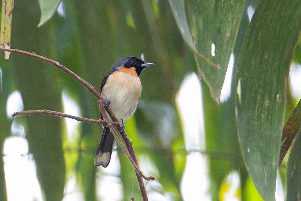 Moluccan Monarch