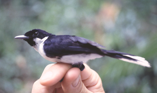 Black-chinned Monarch