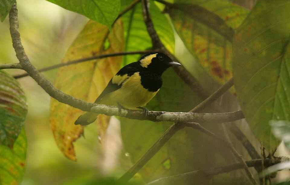 Biak Monarch