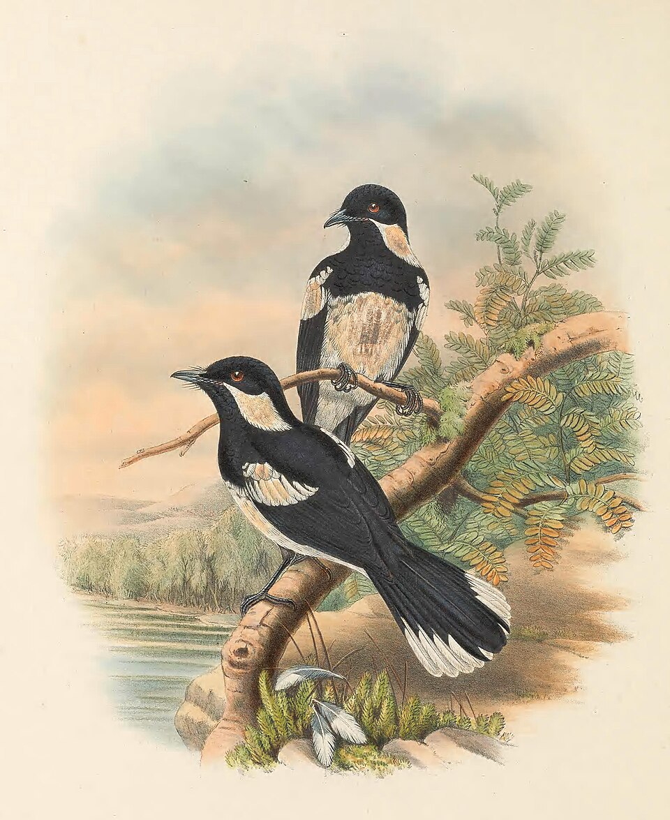 Kolombangara Monarch