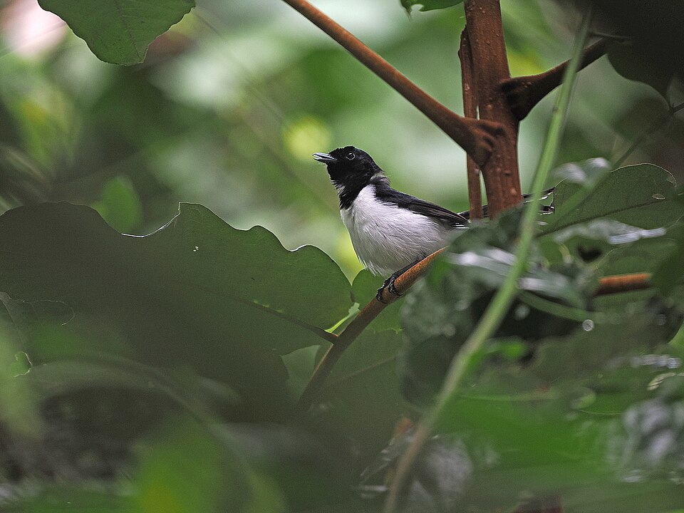 White-tipped Monarch