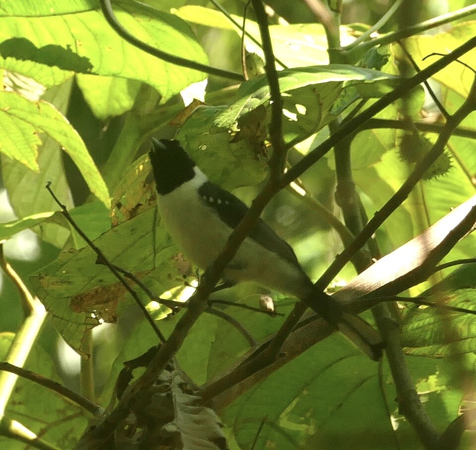 Spot-winged Monarch