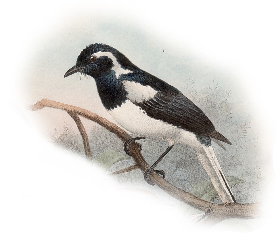 Manus Monarch