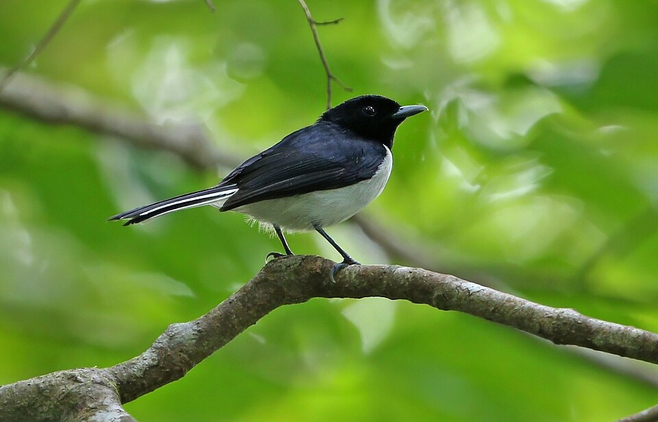 White-tailed Monarch