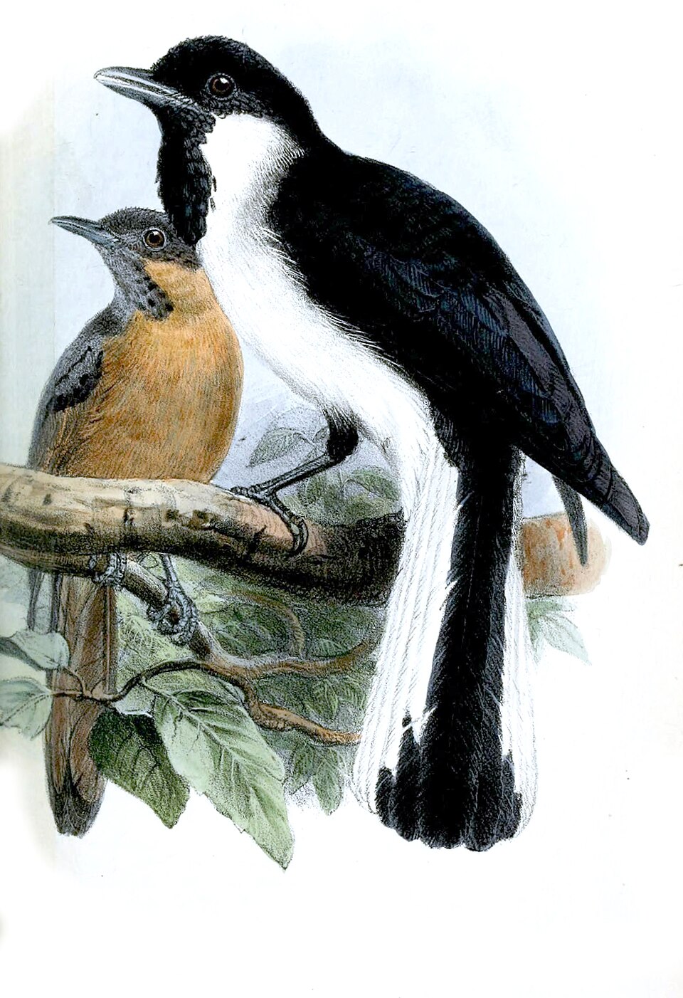 Black-tipped Monarch