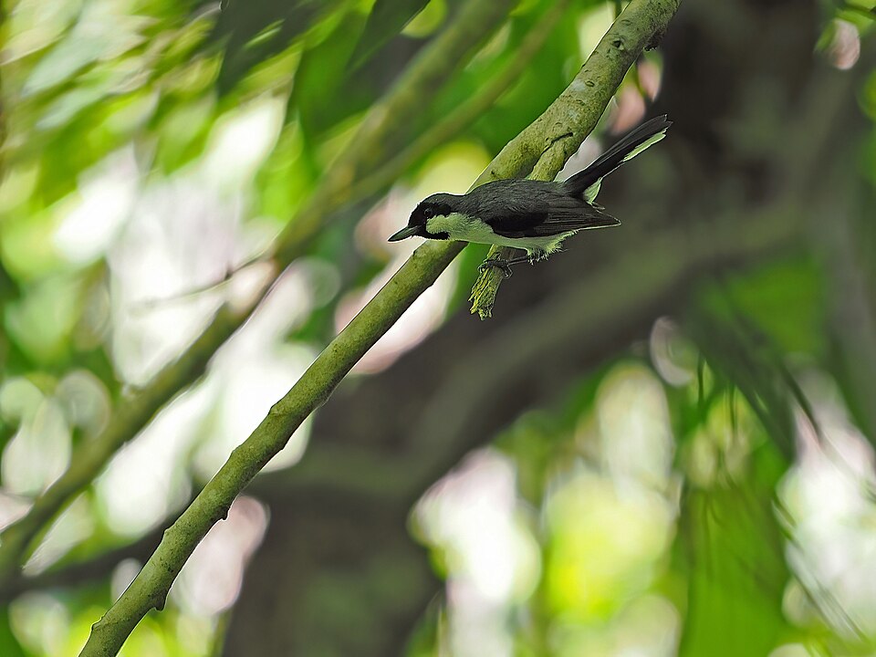Black-bibbed Monarch