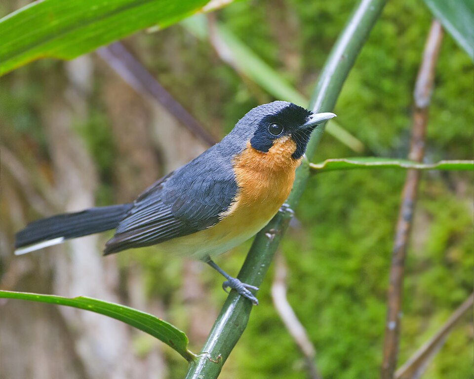 Spectacled Monarch