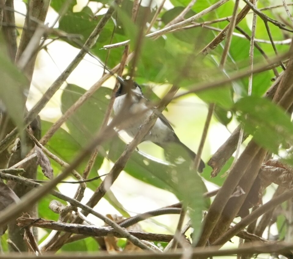 Black-tailed Monarch