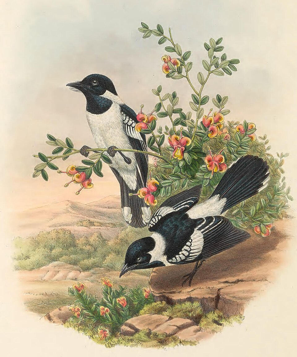 White-collared Monarch
