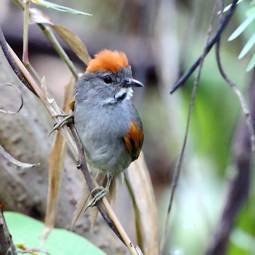 Dark-breasted Spinetail