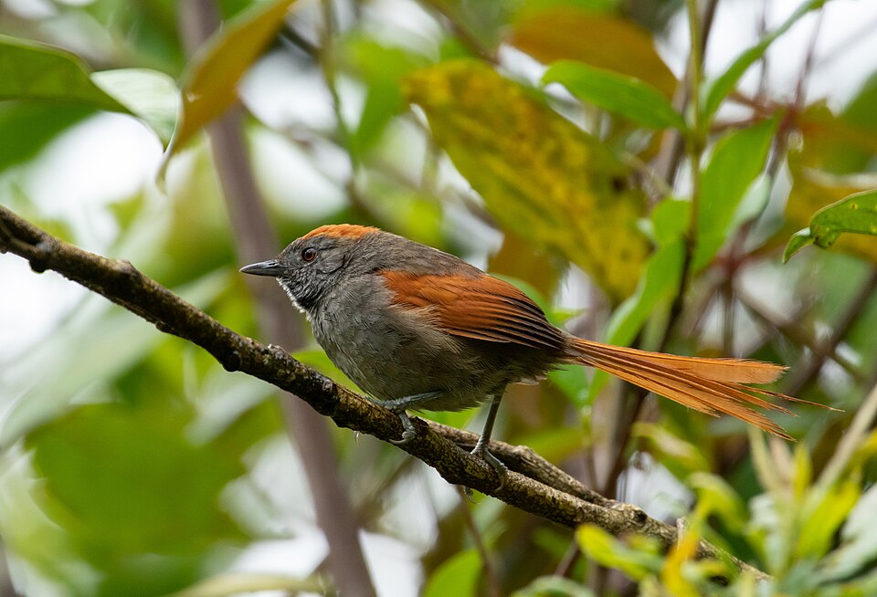Azara's Spinetail