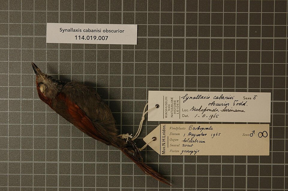 Cabanis's Spinetail