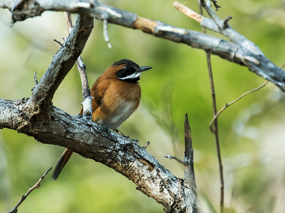 White-whiskered Spinetail