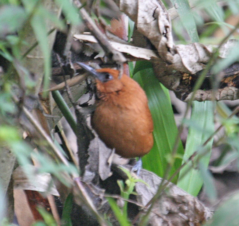 Black-throated Spinetail