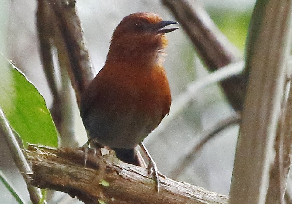 Chestnut-throated Spinetail