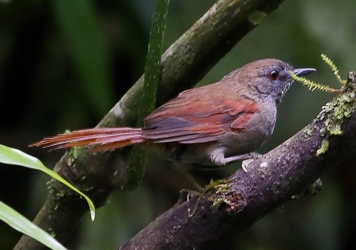 Grey-bellied Spinetail