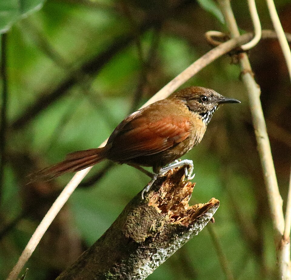 Stripe-breasted Spinetail