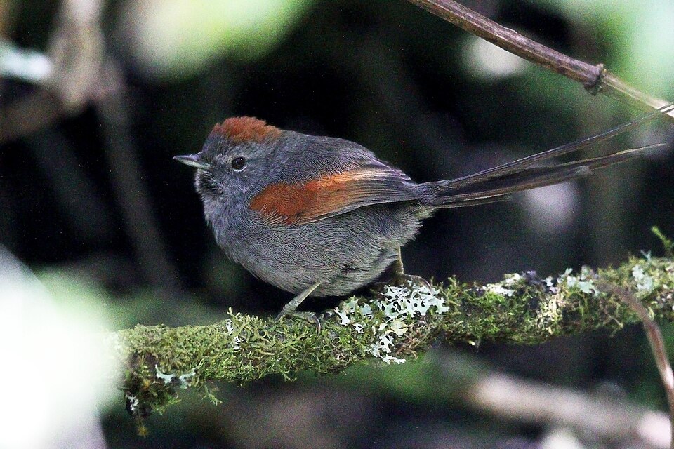 Apurimac Spinetail