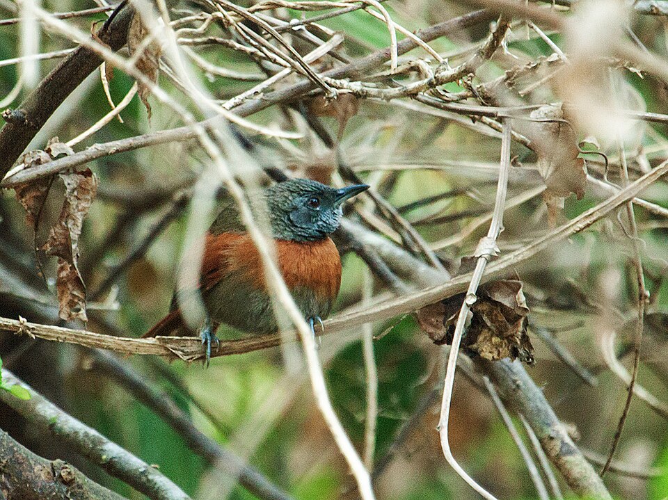 Rufous-breasted Spinetail