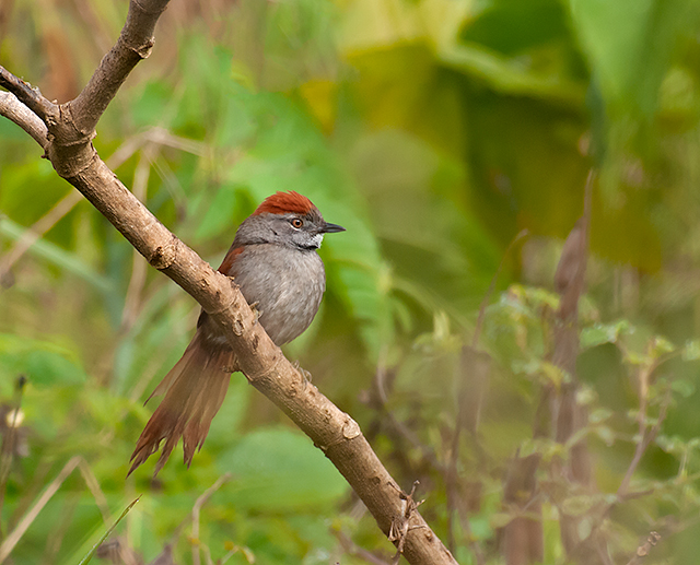 Sooty-fronted Spinetail