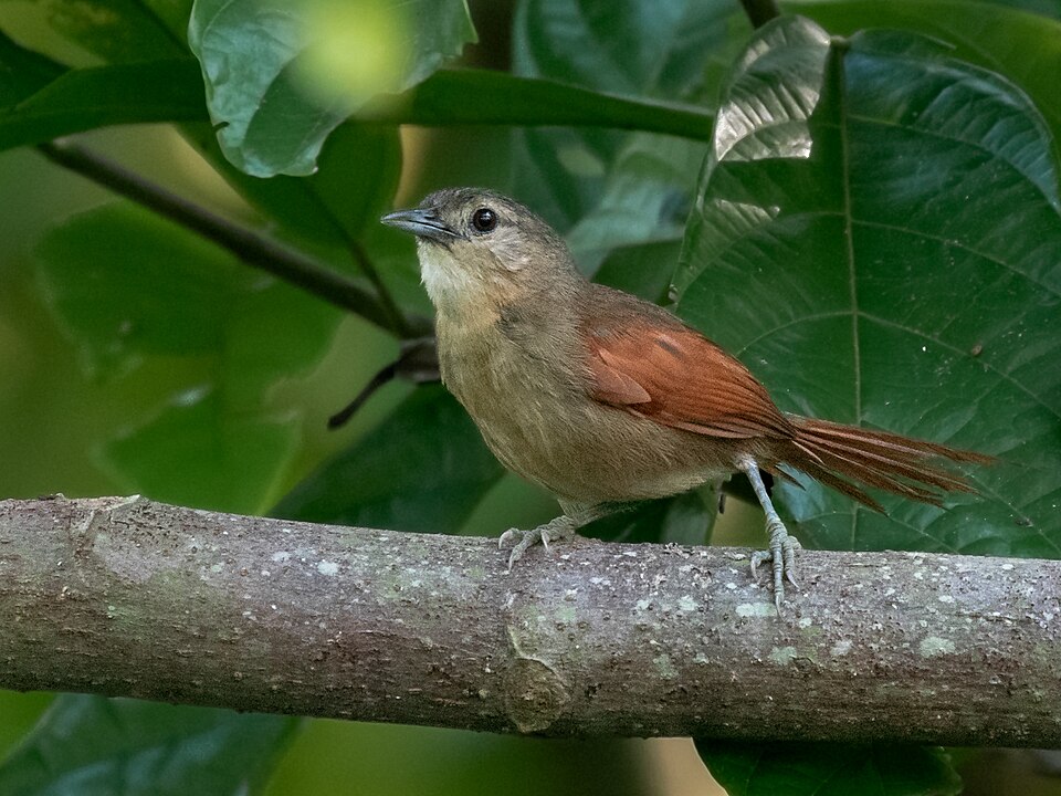 Plain-crowned Spinetail