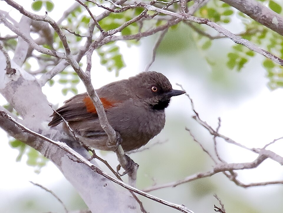 Red-shouldered Spinetail