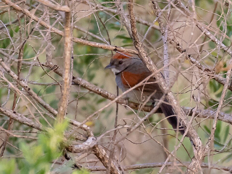 Cinereous-breasted Spinetail