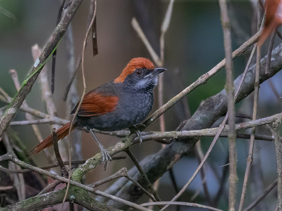 Pinto's Spinetail