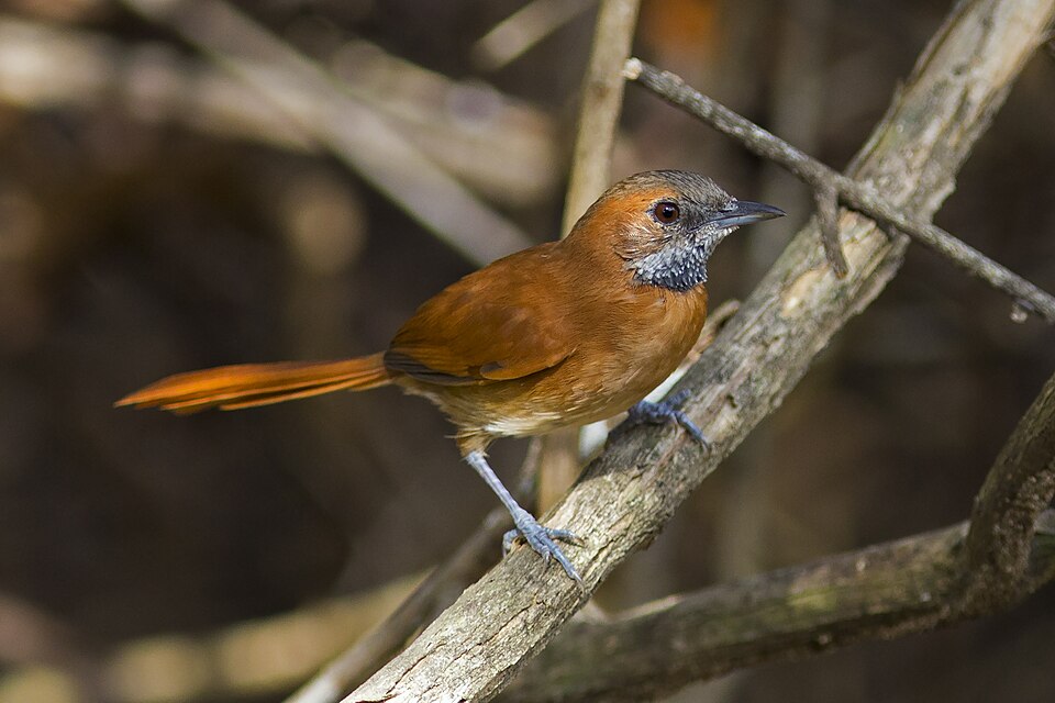 Hoary-throated Spinetail