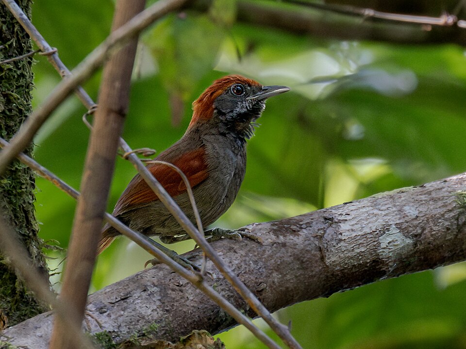 McConnell's Spinetail