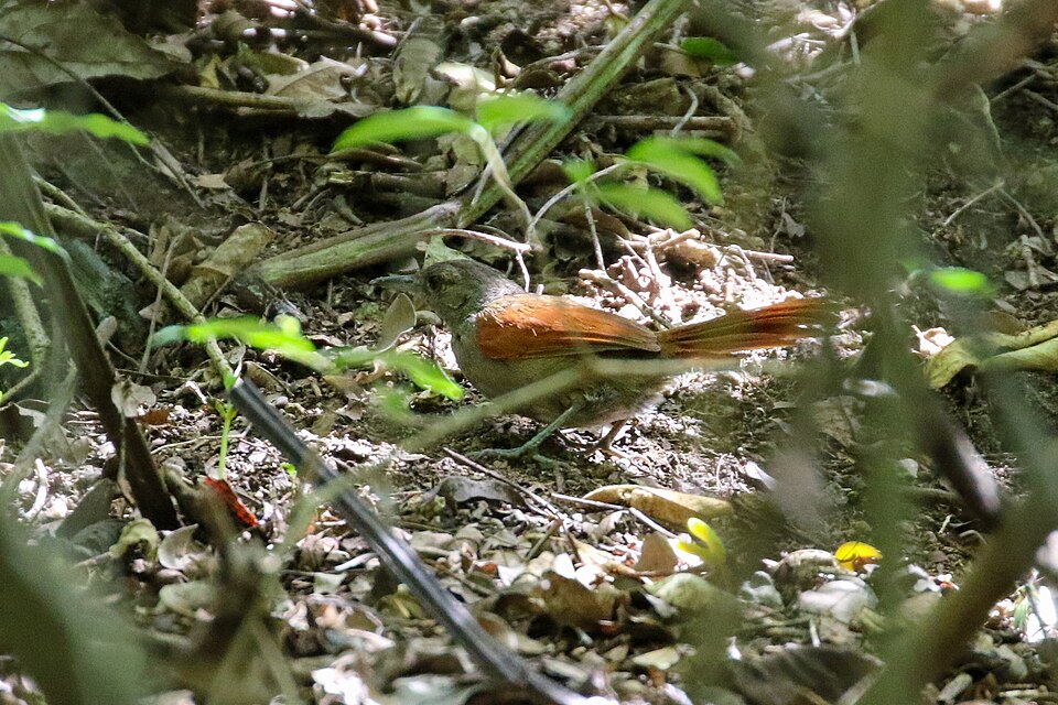 Maranon Spinetail